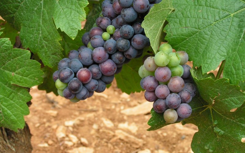 Clusters of ripening Pinot Noir grapes among vine leaves in a Burgundy vineyard