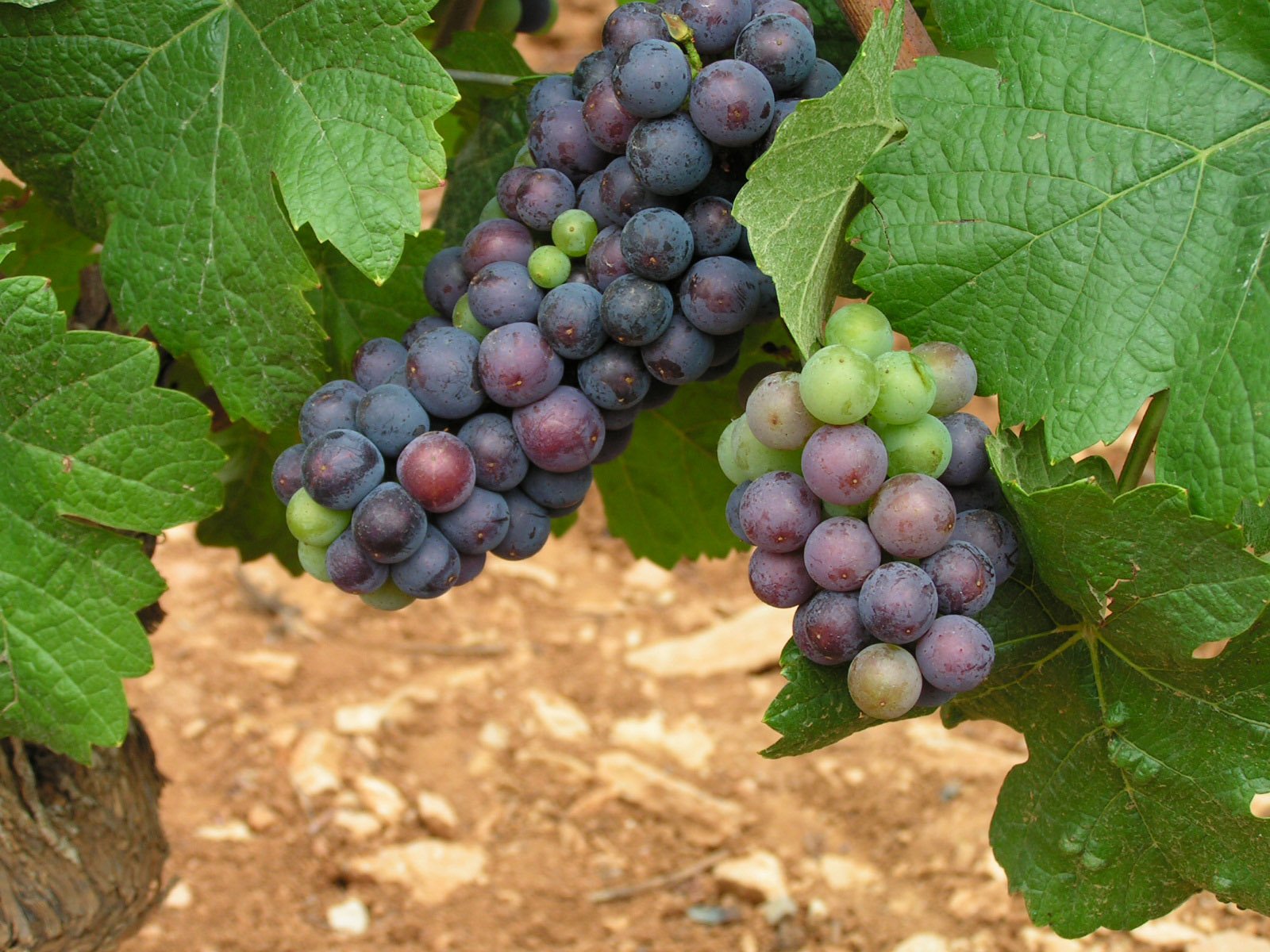 Clusters of ripening Pinot Noir grapes among vine leaves in a Burgundy vineyard