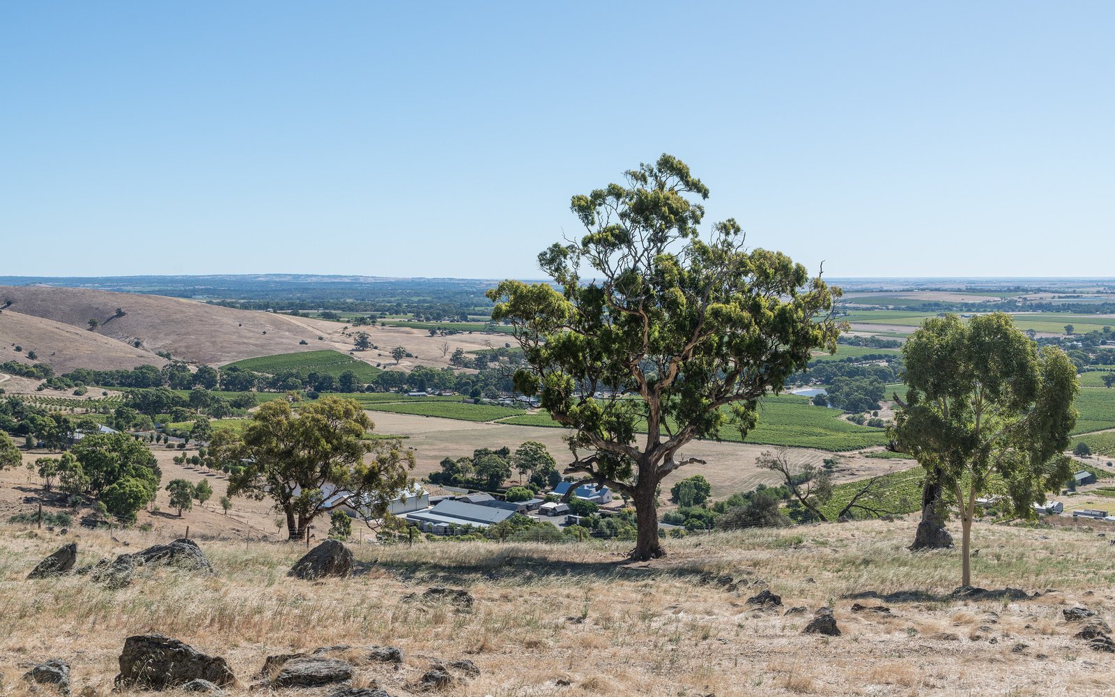 View over the Barossa Valley vineyards from Mengler Hill, South Australia