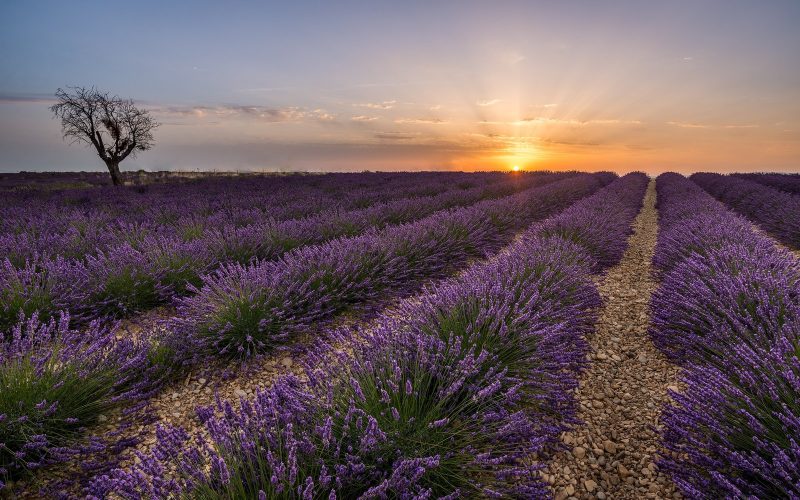 Lavender rows at sunrise on the Valensole plateau in Provence
