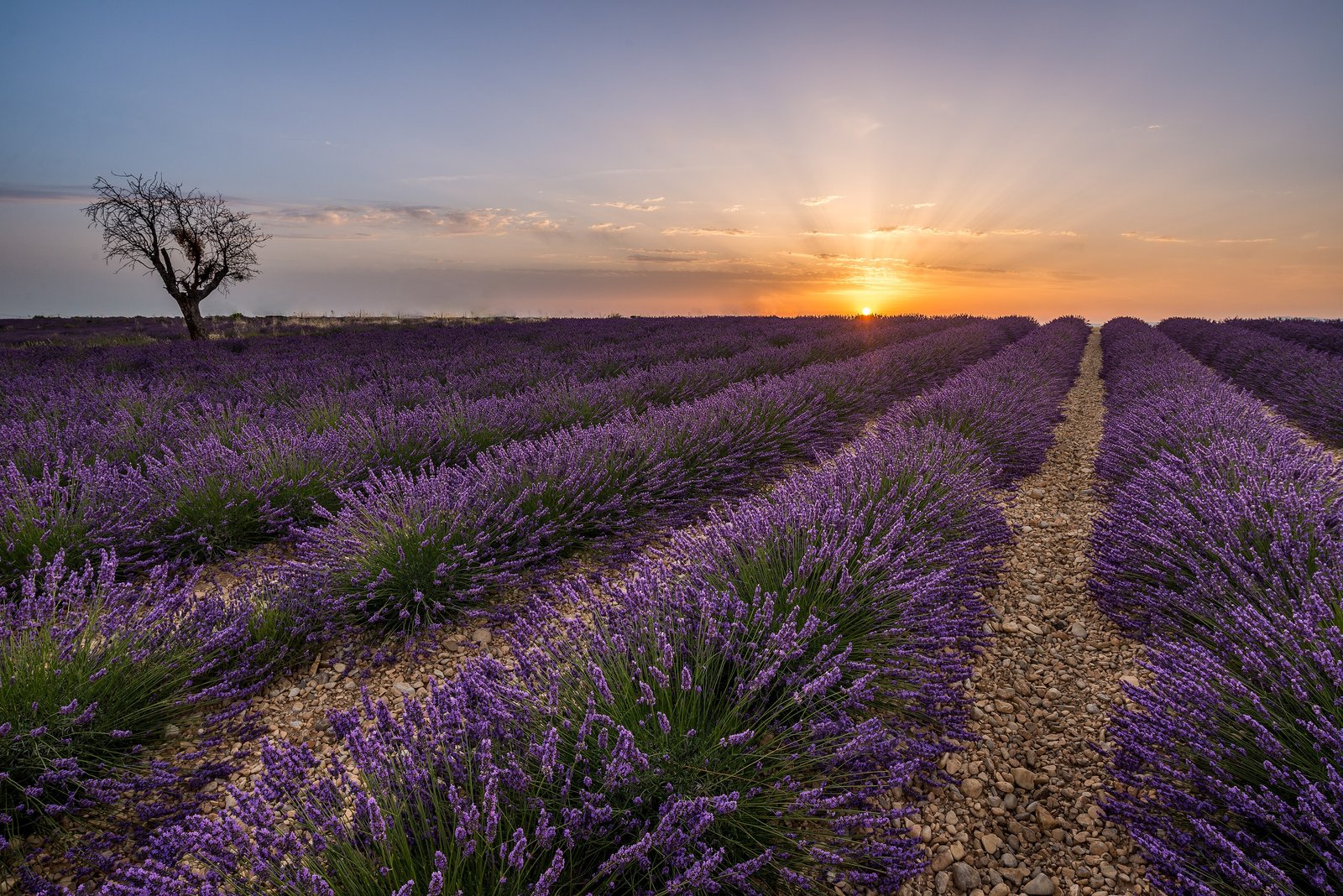 Lavender rows at sunrise on the Valensole plateau in Provence