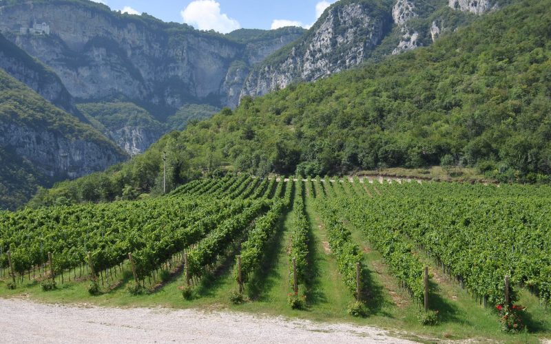 Vineyard rows below steep green mountain walls in Trentino-Alto Adige