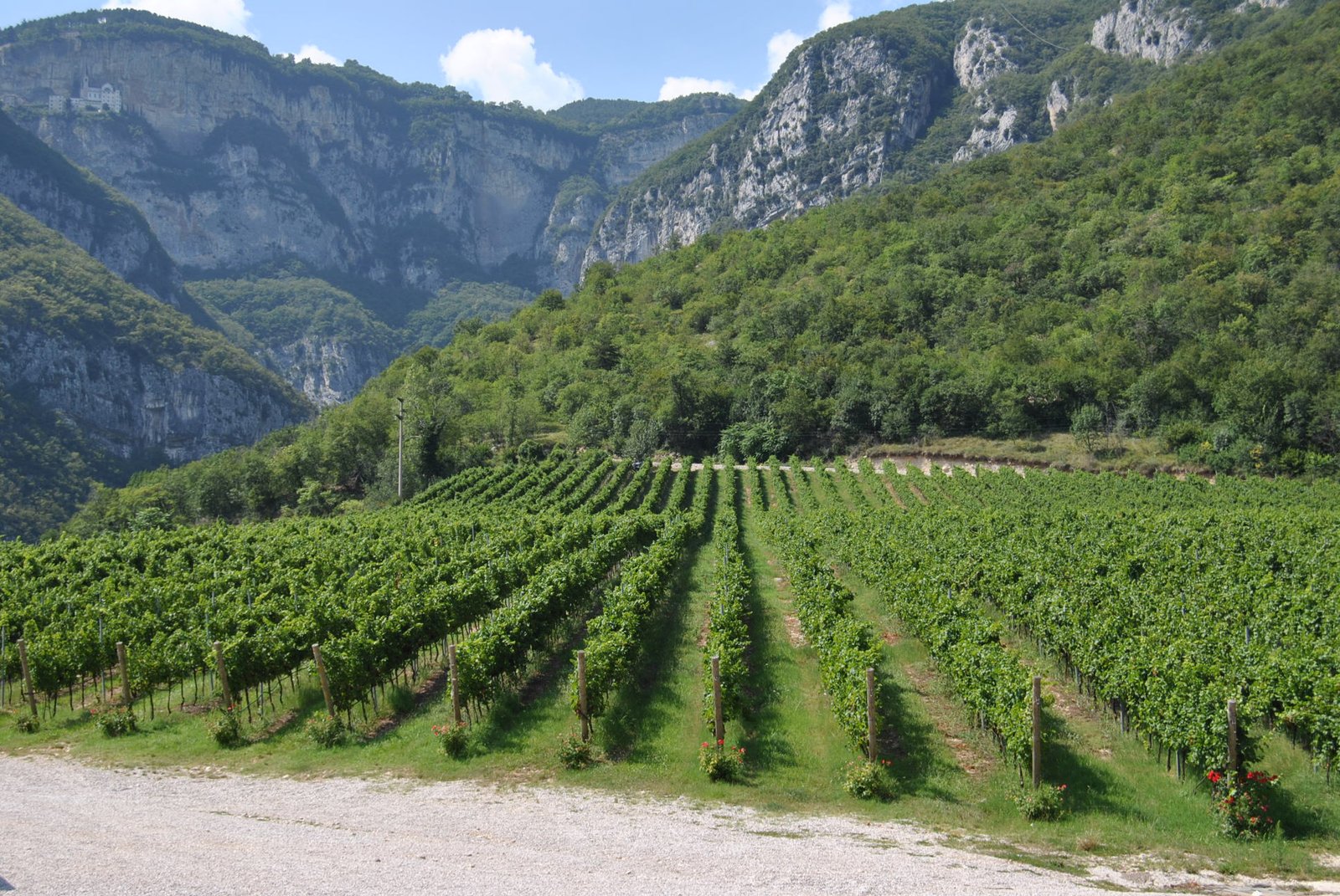 Vineyard rows below steep green mountain walls in Trentino-Alto Adige