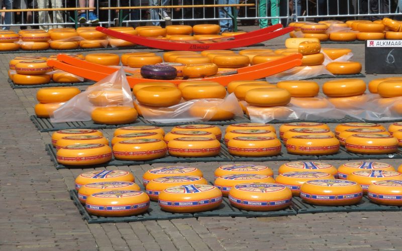 Rows of round cheeses laid out on the square at the Alkmaar cheese market