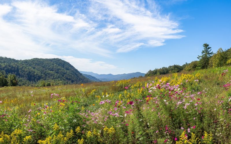 Wildflower meadow in the Great Smoky Mountains, Tennessee