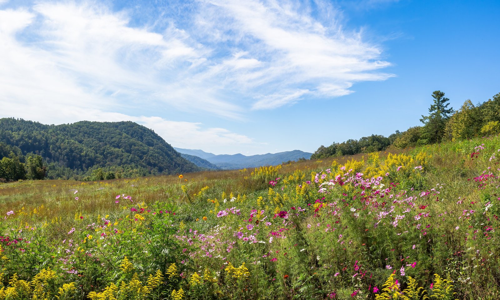 Wildflower meadow in the Great Smoky Mountains, Tennessee