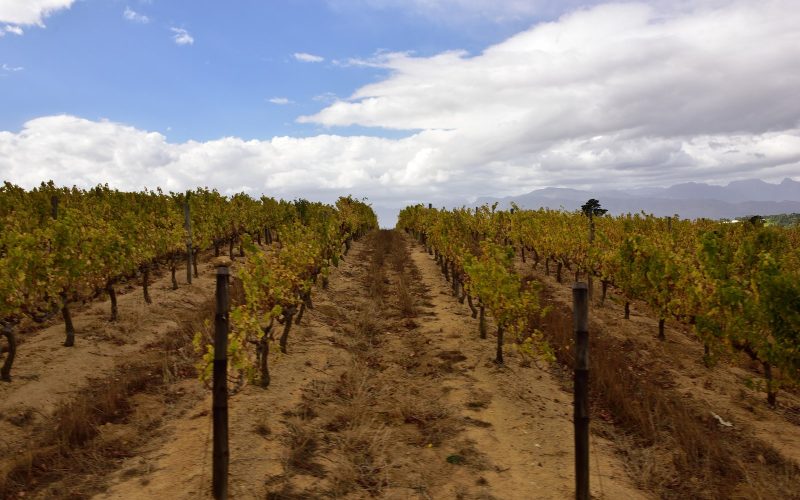 Autumn vine rows at Warwick Wine Estate in Stellenbosch under big skies