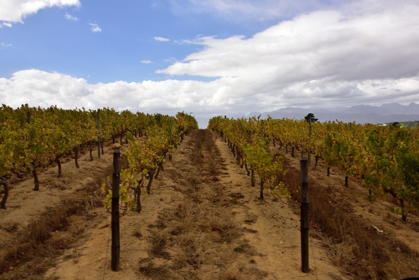 Autumn vine rows at Warwick Wine Estate in Stellenbosch under big skies