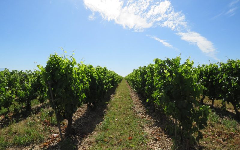 Green vine rows under a blue sky in the vineyards of La Rioja