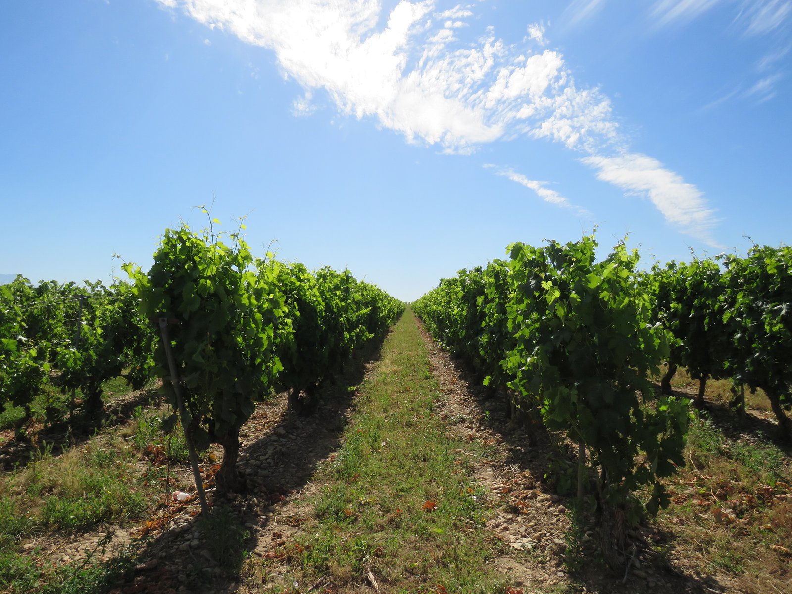 Green vine rows under a blue sky in the vineyards of La Rioja