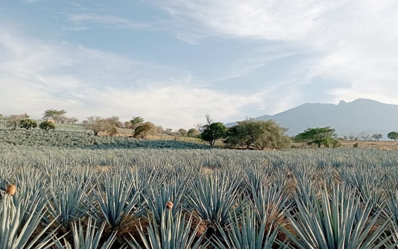 Blue agave field with the Tequila volcano under a bright sky in Jalisco