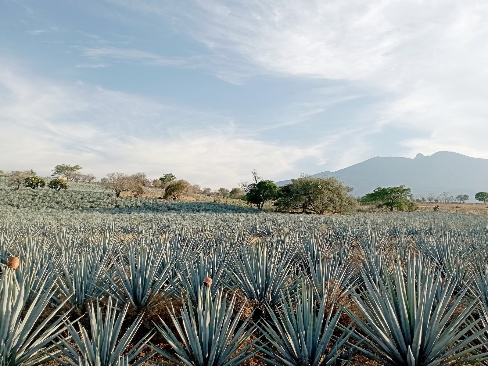 Blue agave field with the Tequila volcano under a bright sky in Jalisco