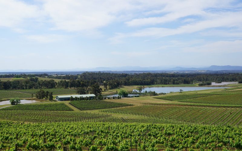 Green vineyard rows and lake in the Hunter Valley under a bright sky