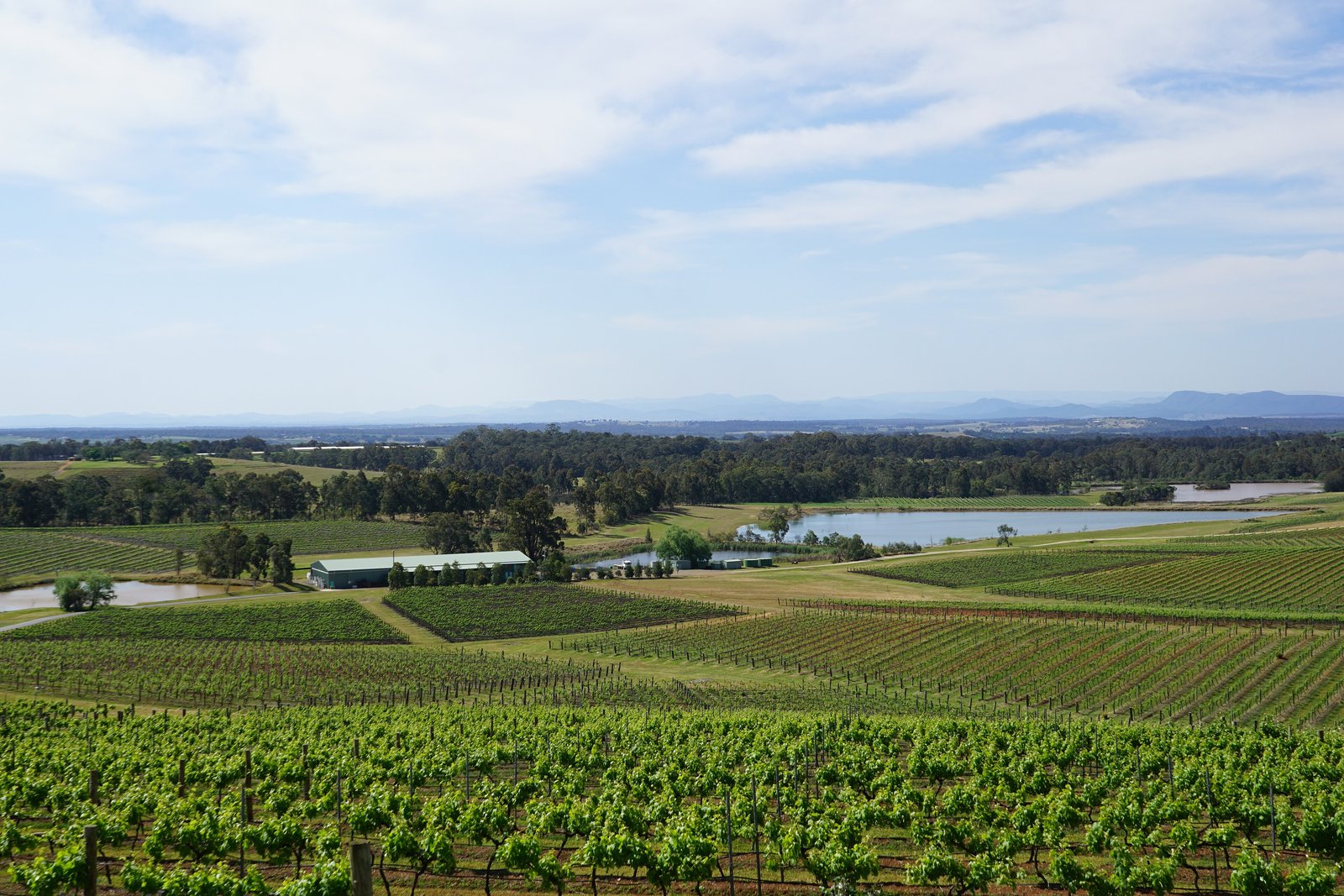 Green vineyard rows and lake in the Hunter Valley under a bright sky