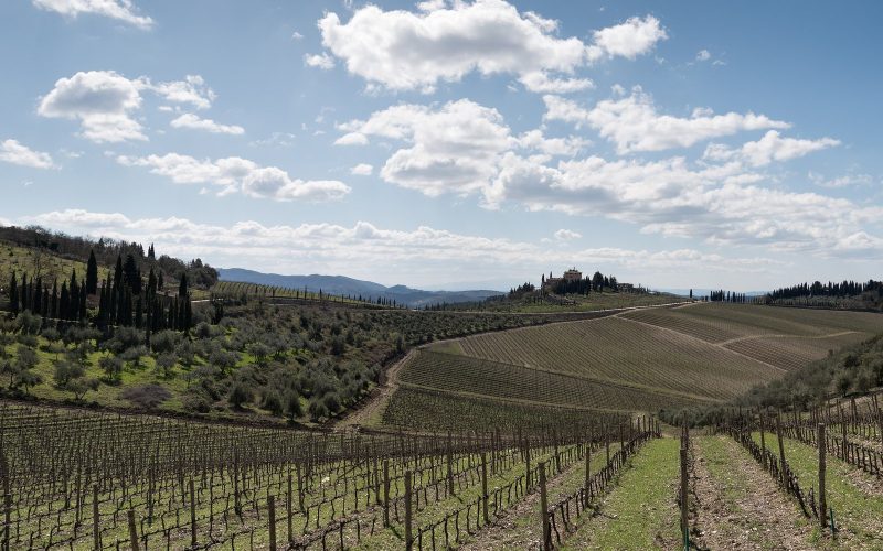 Vineyard rows and cypress-lined hills under a bright sky near Gaiole in Chianti