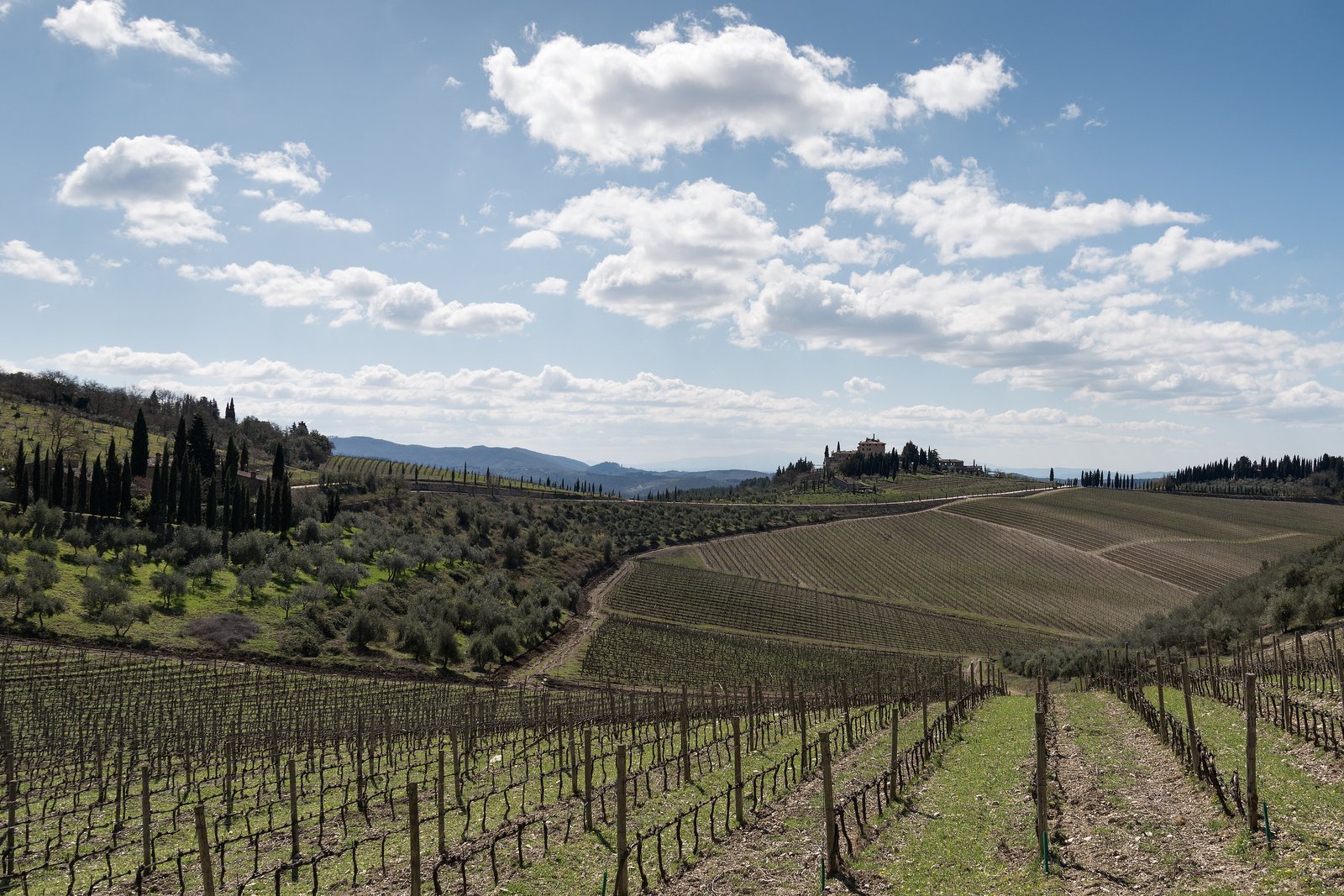 Vineyard rows and cypress-lined hills under a bright sky near Gaiole in Chianti