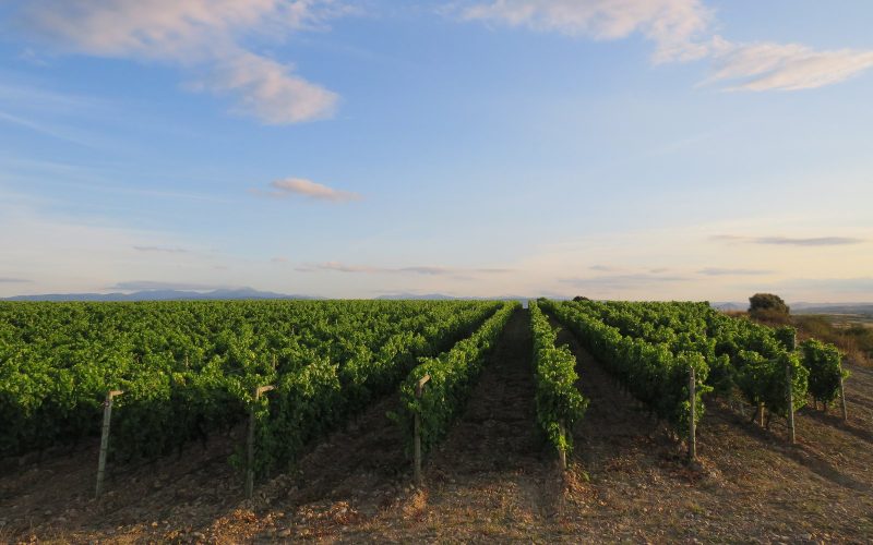 Vineyard rows at dusk under a soft sky in Rodezno, La Rioja
