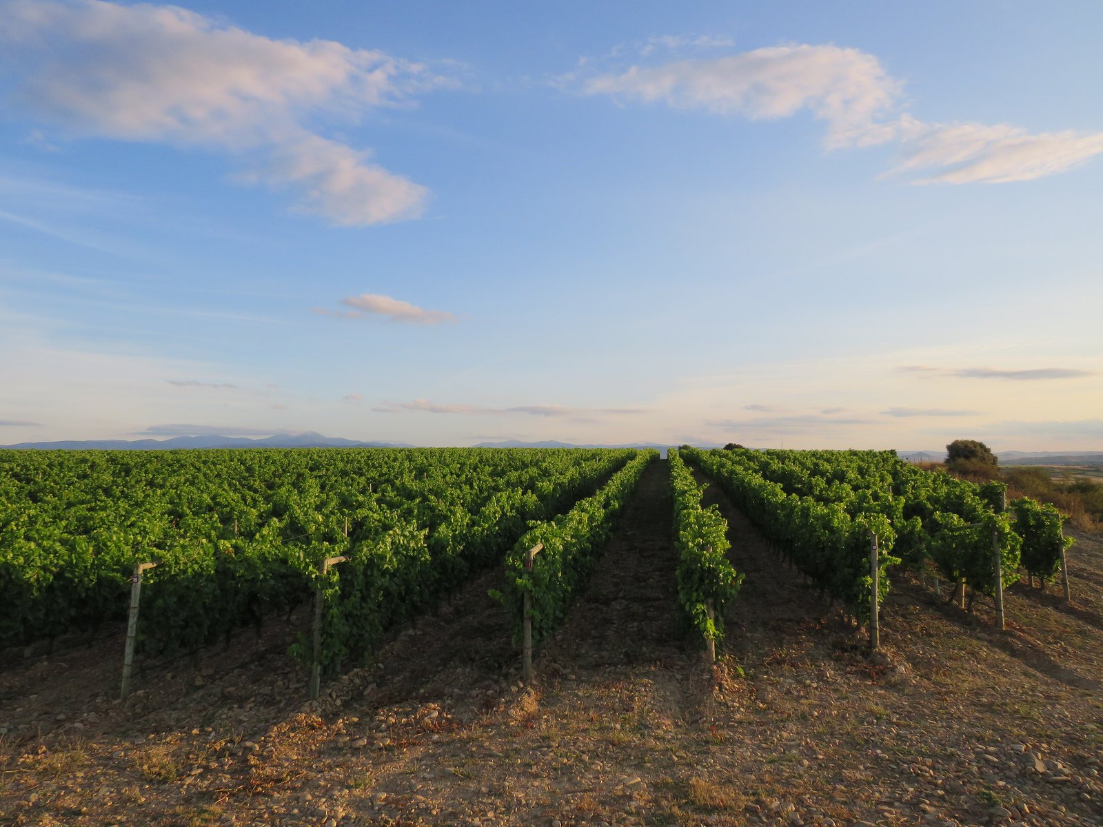 Vineyard rows at dusk under a soft sky in Rodezno, La Rioja