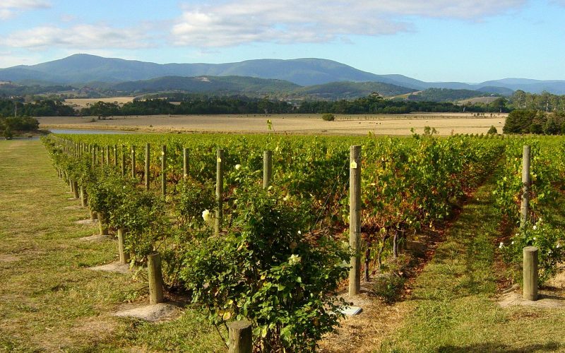 Vineyard rows with the Yarra Ranges in the background at Domaine Chandon, Yarra Valley