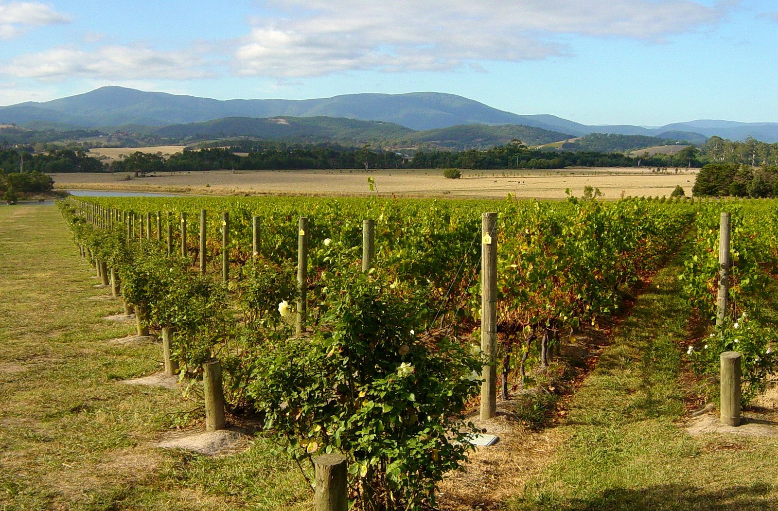 Vineyard rows with the Yarra Ranges in the background at Domaine Chandon, Yarra Valley