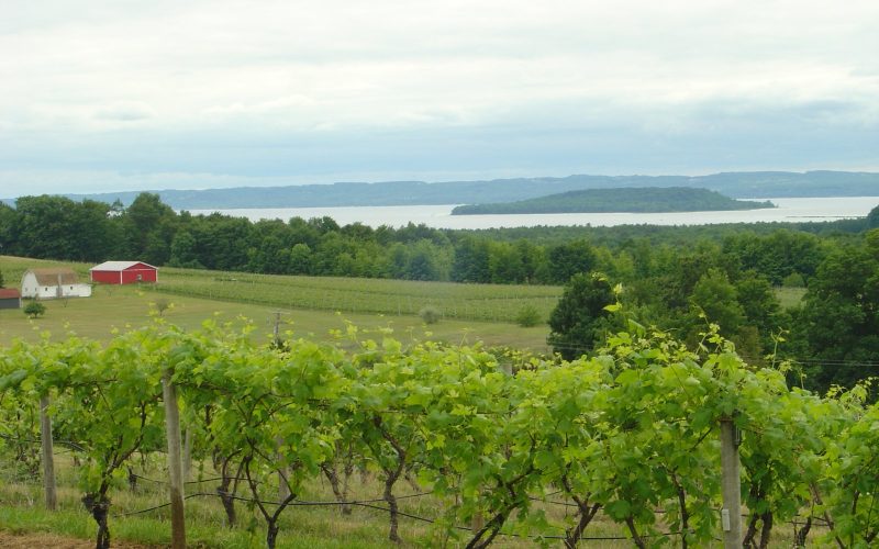 Vineyard rows with Grand Traverse Bay behind, Old Mission Peninsula