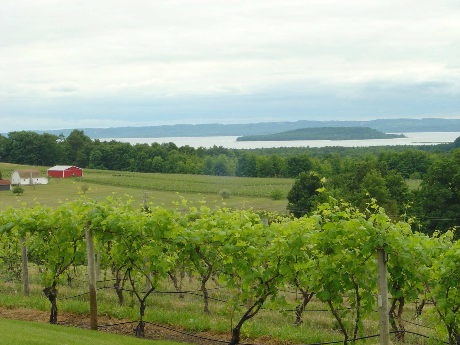 Vineyard rows with Grand Traverse Bay behind, Old Mission Peninsula