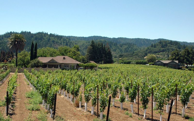 Green vineyard rows and wooded hills near Healdsburg in Sonoma County