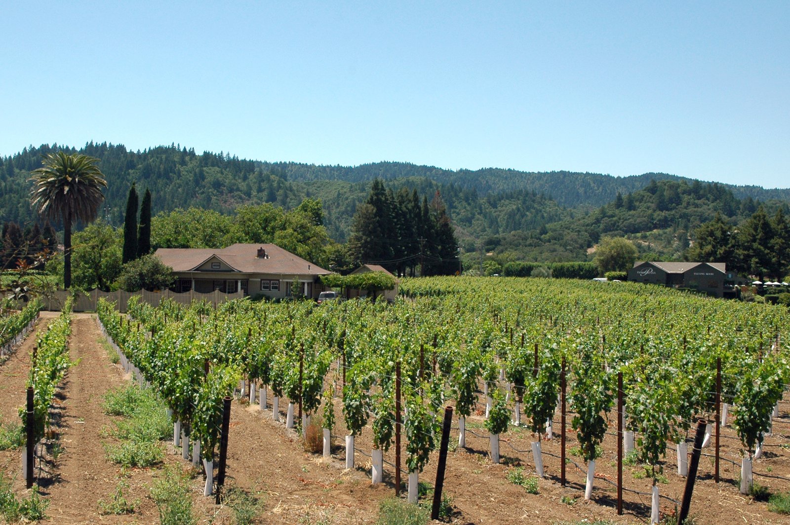 Green vineyard rows and wooded hills near Healdsburg in Sonoma County