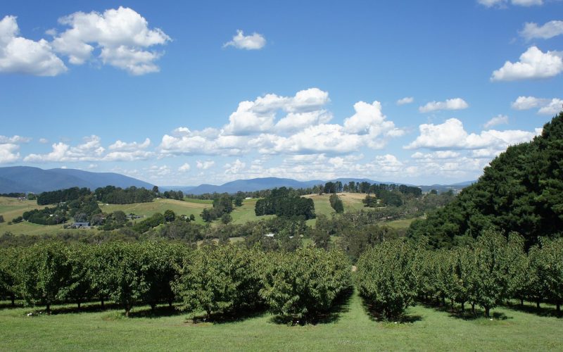 Green orchard rows and rolling hills of the Yarra Valley under a blue sky