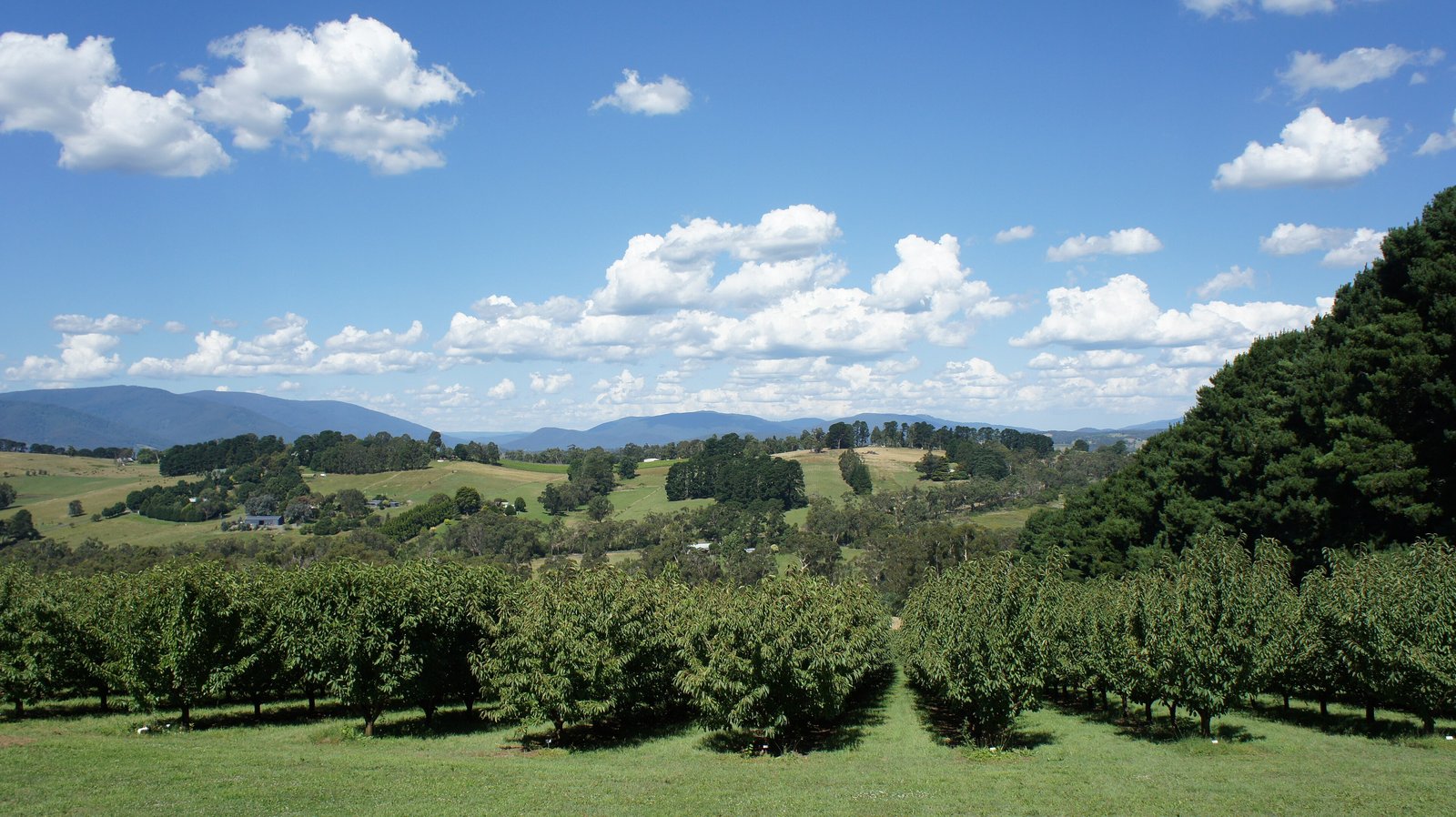Green orchard rows and rolling hills of the Yarra Valley under a blue sky