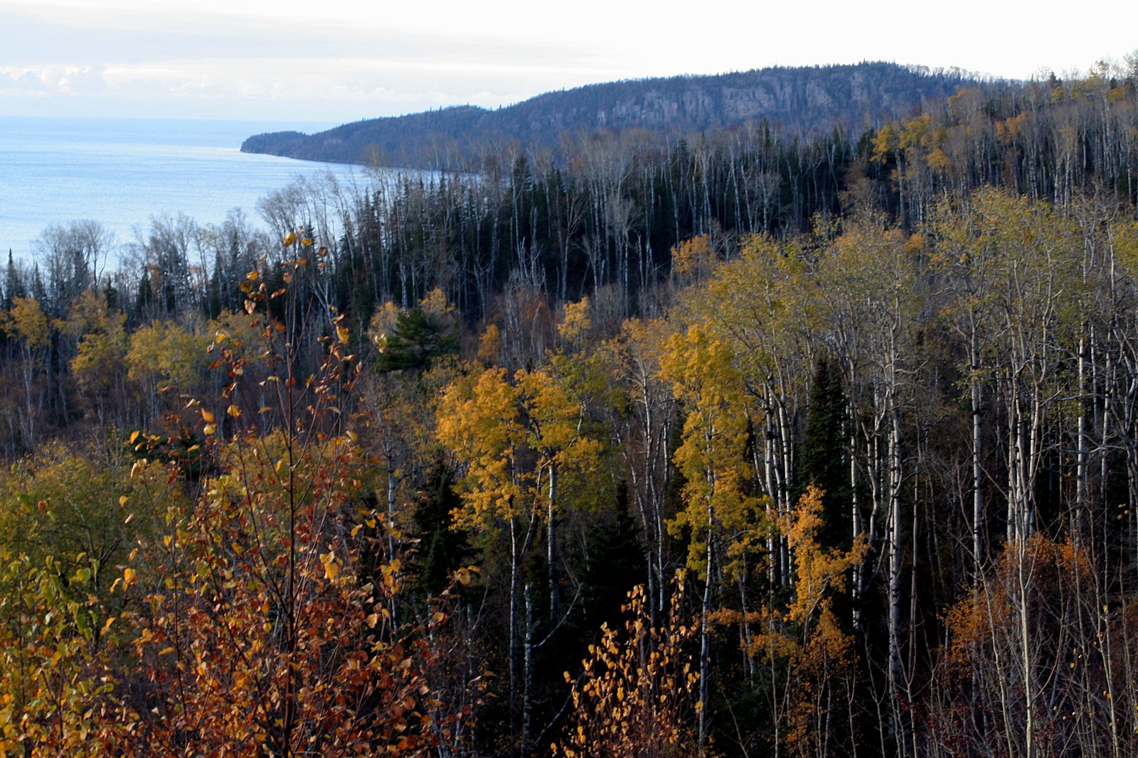 Autumn forest above the North Shore of Lake Superior, Minnesota