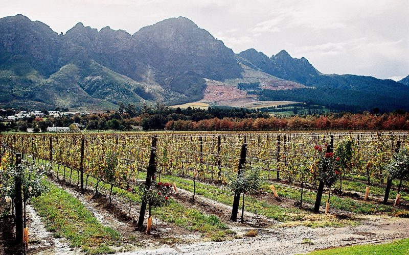 Vineyard rows below the mountains of the Cape Winelands