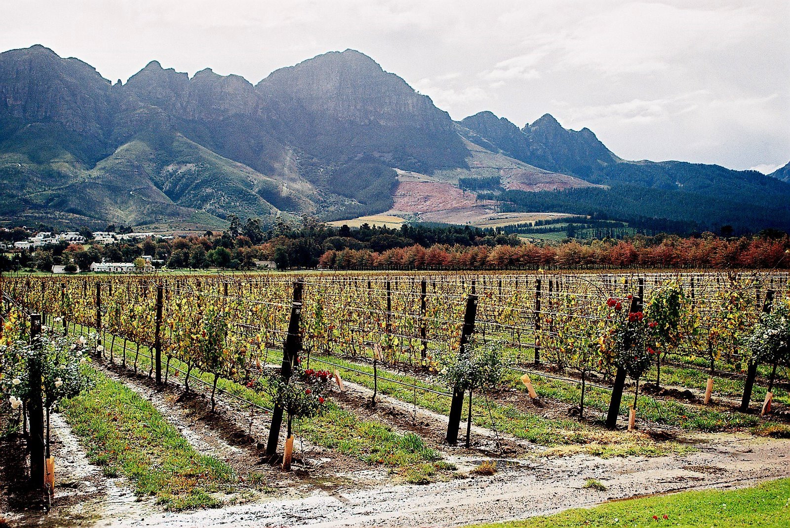 Vineyard rows below the mountains of the Cape Winelands