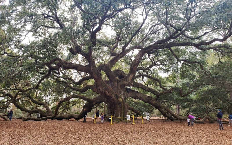 The Angel Oak spreading its branches near Charleston, South Carolina
