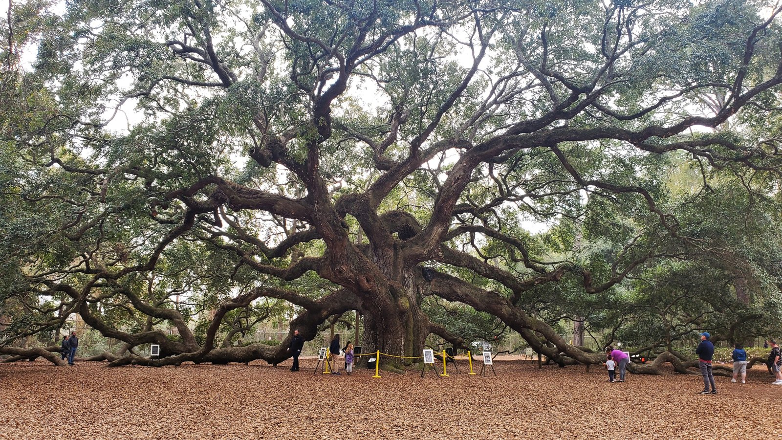 The Angel Oak spreading its branches near Charleston, South Carolina