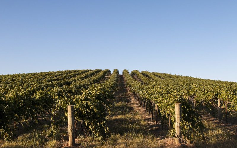 Rows of mature grapevines under a blue sky in the Barossa Valley