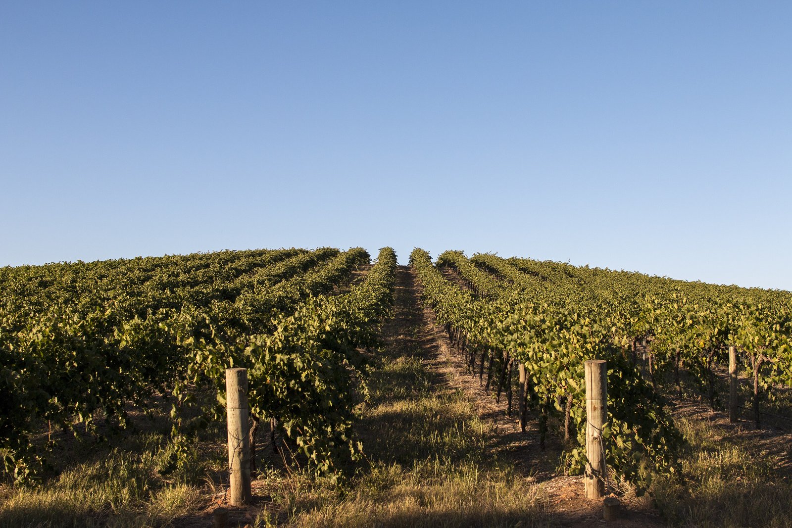 Rows of mature grapevines under a blue sky in the Barossa Valley