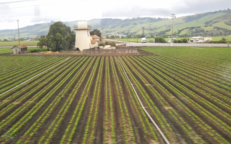 Crop rows in a field near Gilroy with green hills behind