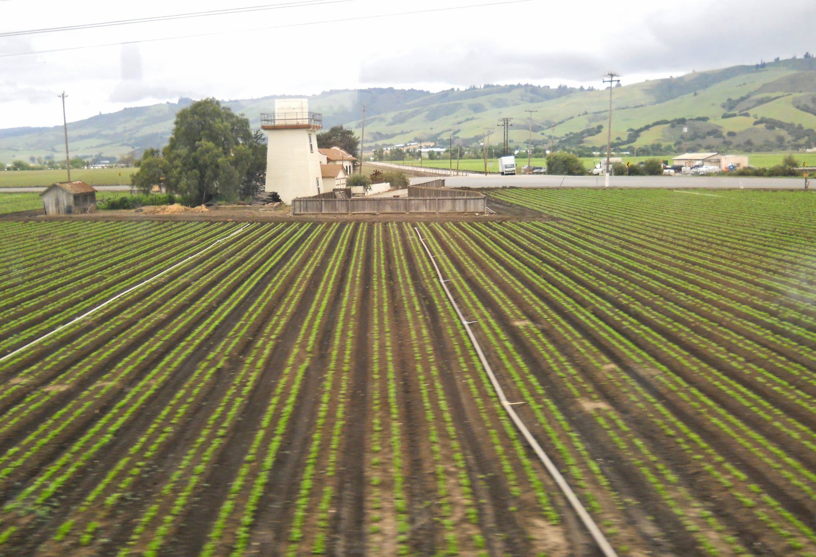 Crop rows in a field near Gilroy with green hills behind