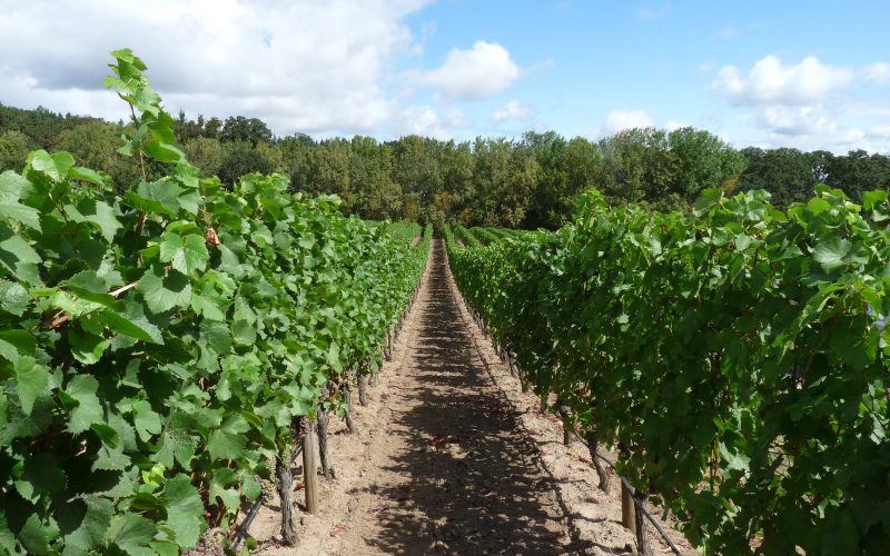 Vine rows beneath a bright sky at Cristom Vineyard in the Willamette Valley, Oregon