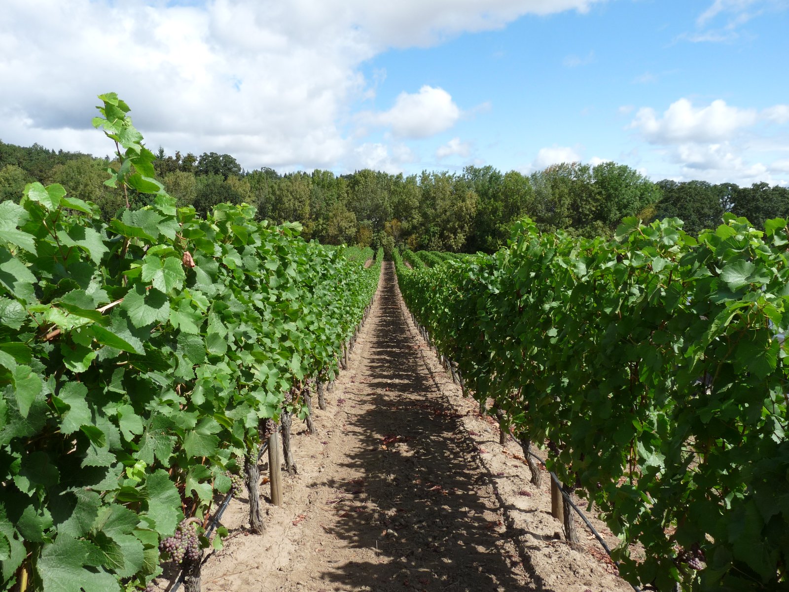 Vine rows beneath a bright sky at Cristom Vineyard in the Willamette Valley, Oregon