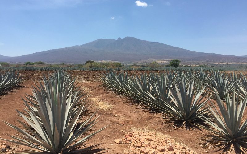 Rows of blue agave in red soil below Tequila volcano