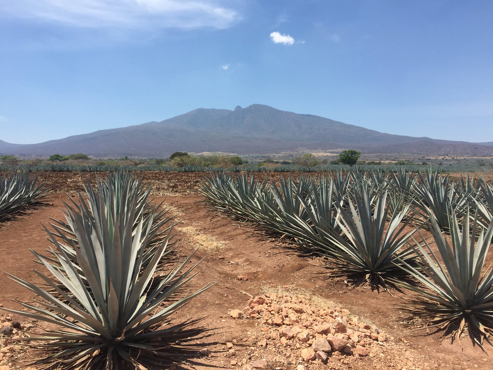 Rows of blue agave in red soil below Tequila volcano