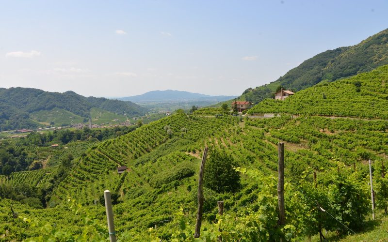 Prosecco vineyards on the hills around Valdobbiadene in Veneto