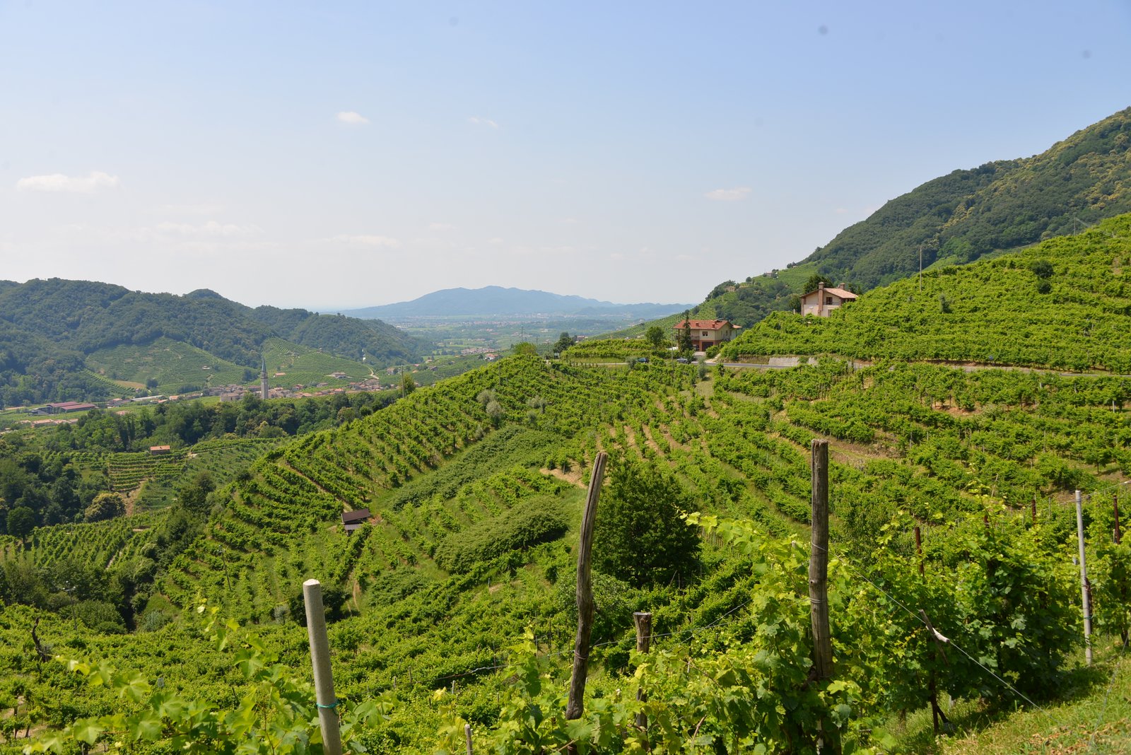 Prosecco vineyards on the hills around Valdobbiadene in Veneto