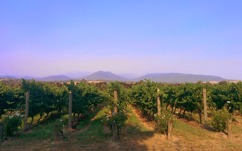 Vineyard rows in the Yarra Valley with blue ranges behind