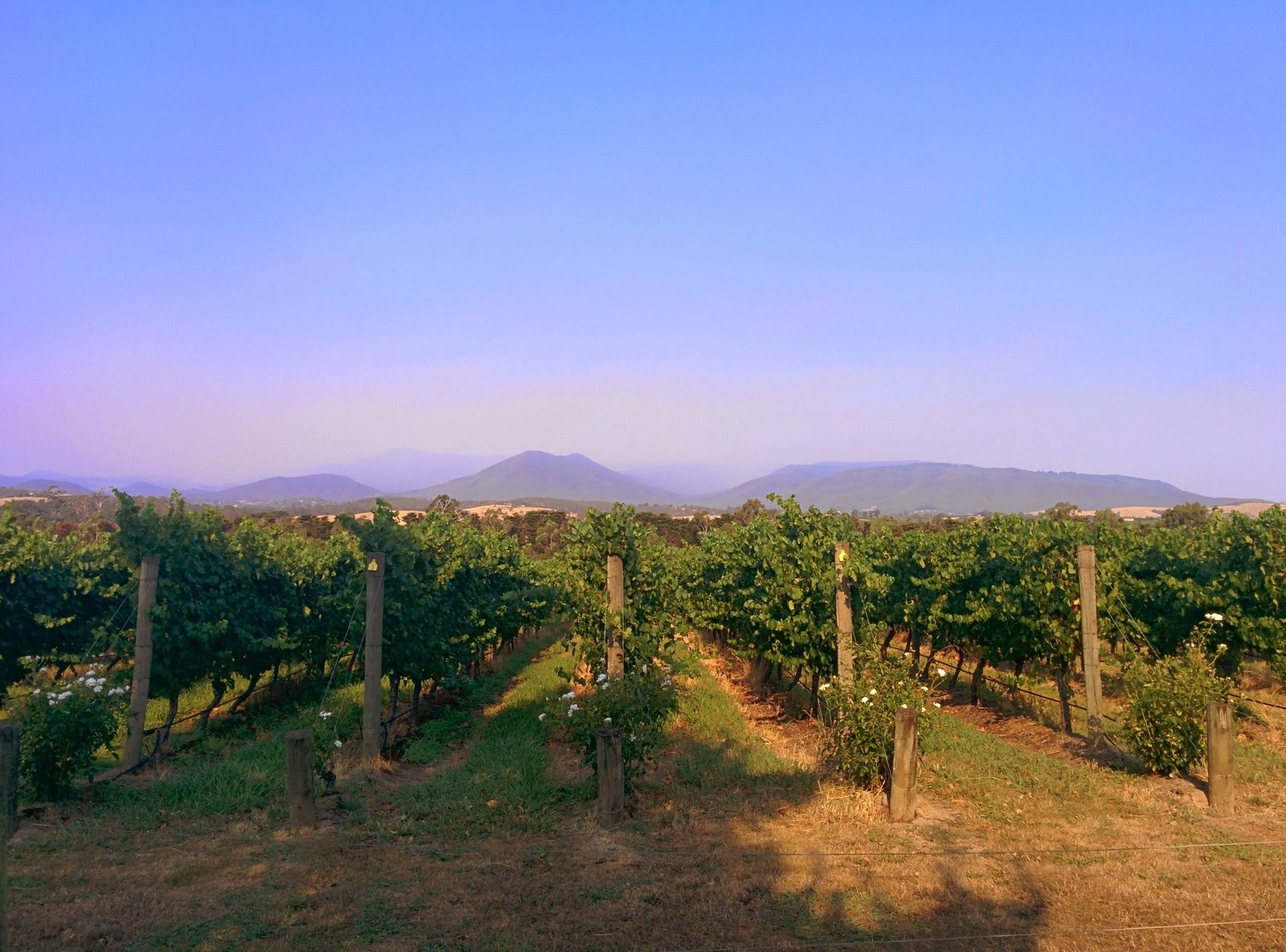 Vineyard rows in the Yarra Valley with blue ranges behind