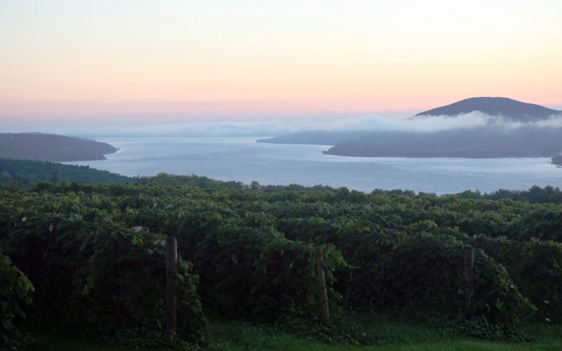 Vineyard overlooking a Finger Lake at sunrise, New York