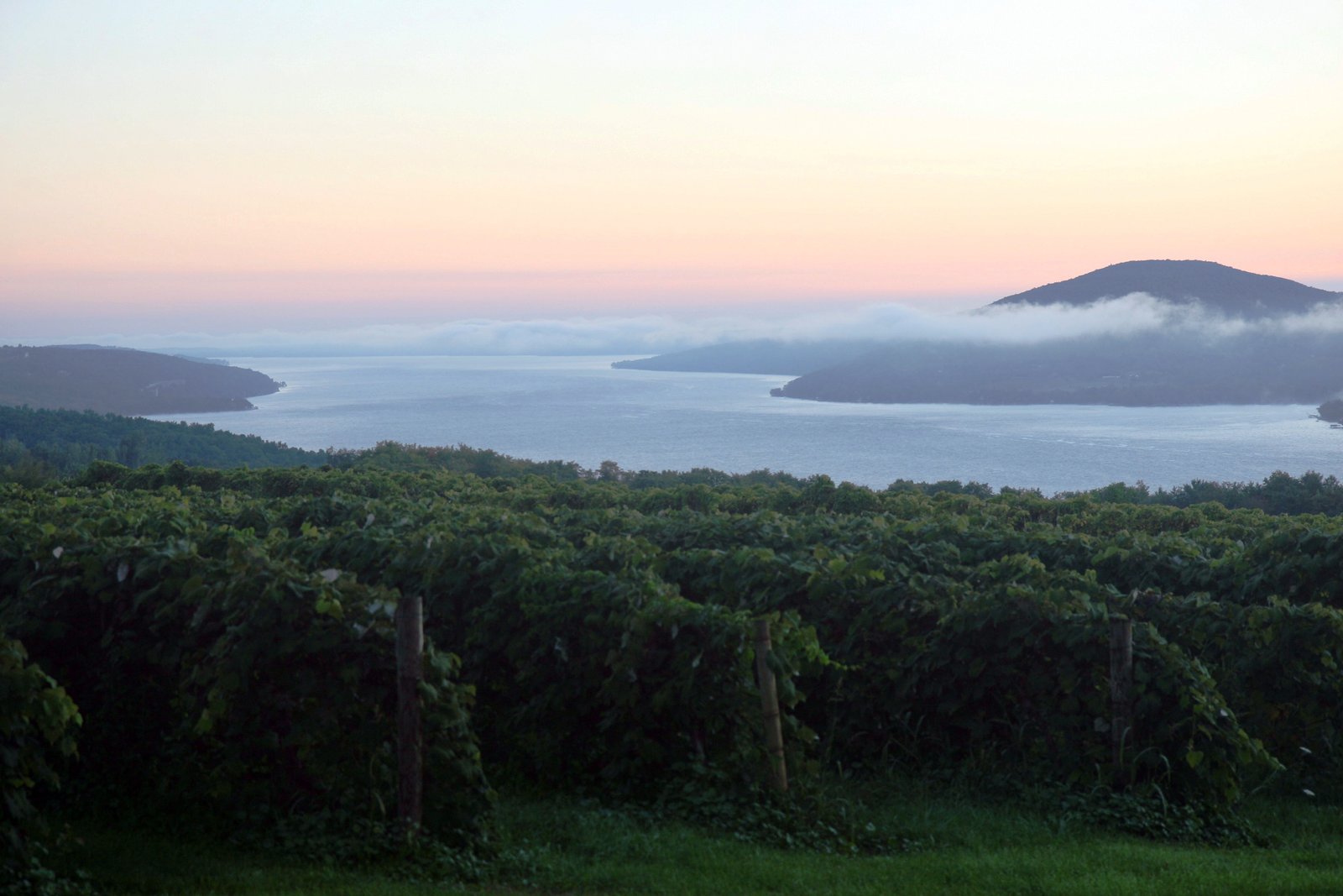 Vineyard overlooking a Finger Lake at sunrise, New York