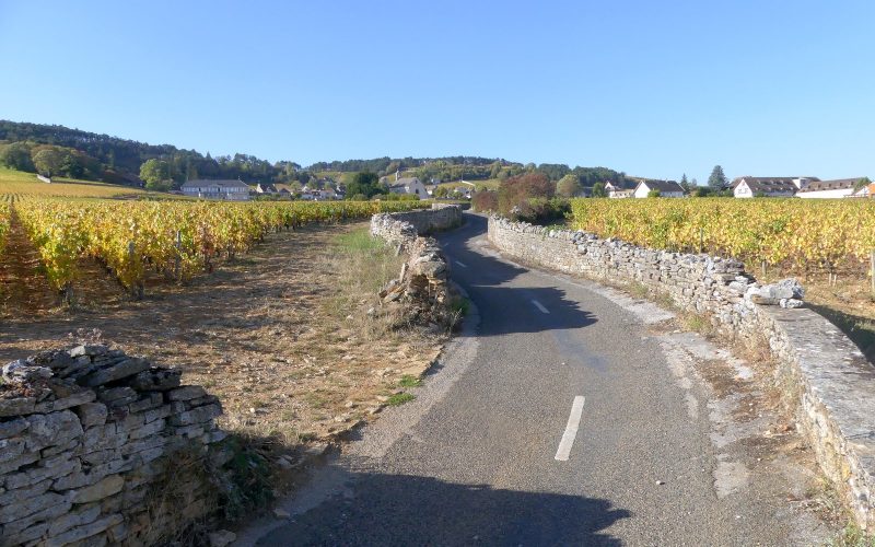 Road leading to Volnay through golden autumn vines